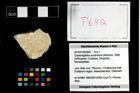 Foto (Objekt + Etikett) von Cracensigillatus acutirostrus (Moericke, 1889)  (NHMW-GEO-2014-0194-0682)